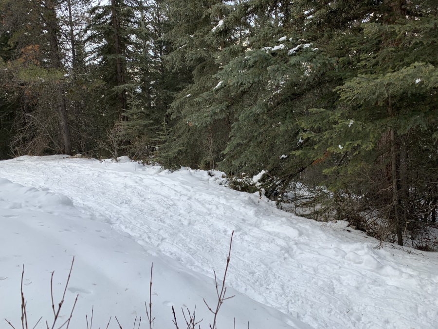Snowshoeing: Bow River Marsh Loop