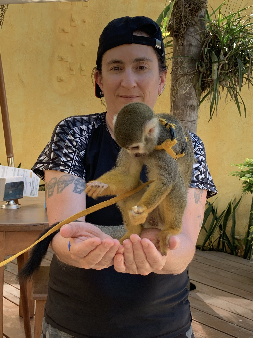 monkey