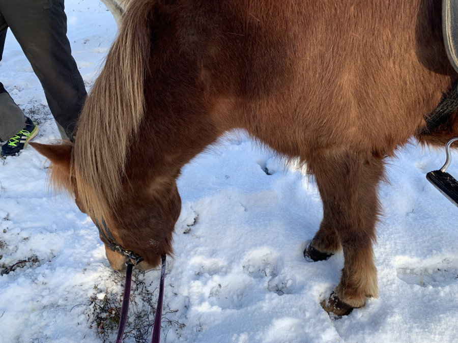 Achievement Unlocked: A Real Life Mount!