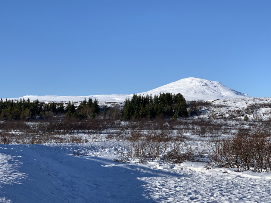 thingvellir_trees