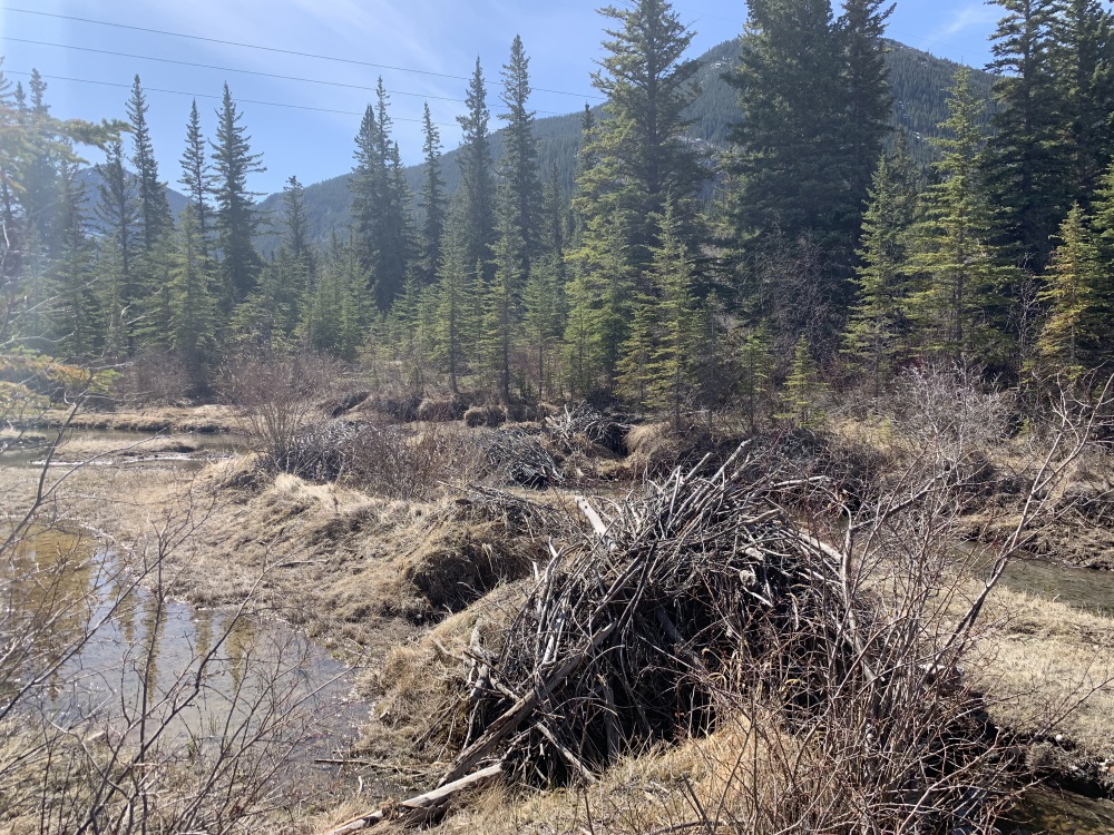 bow_valley_loop_beaver_dams
