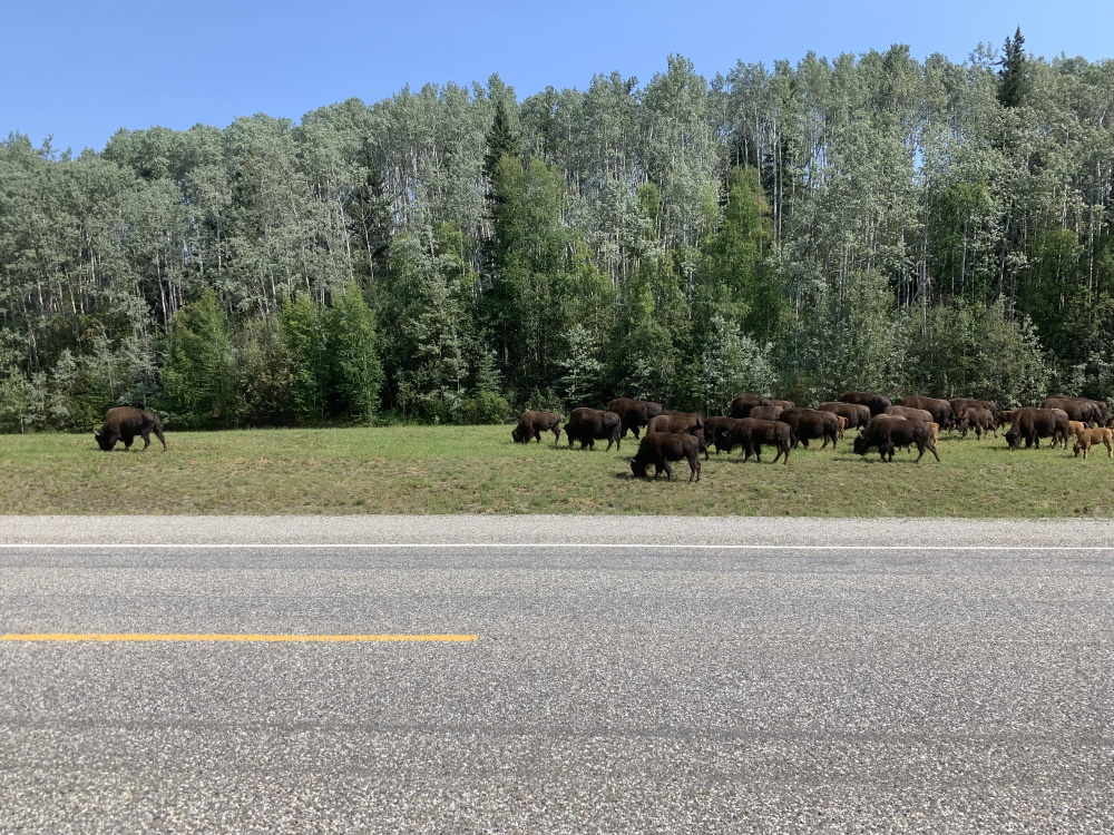 bison1