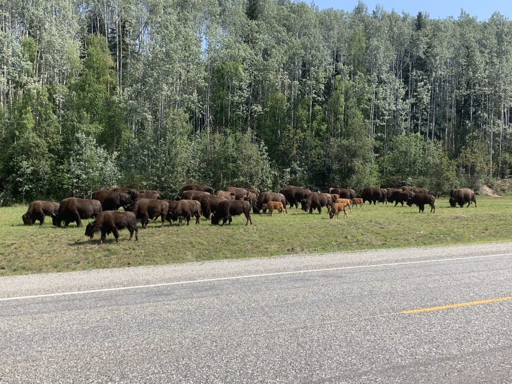 bison2