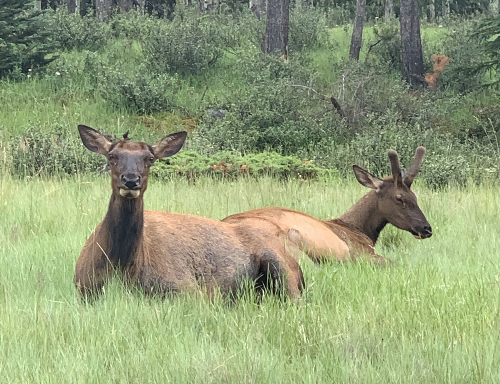 Jasper, AB: The Sights!!