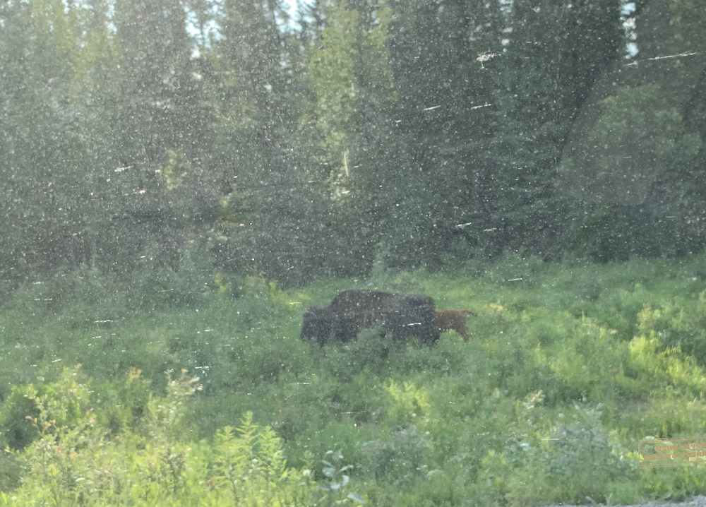 liard_trail_bison2