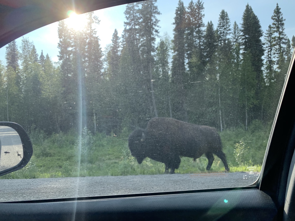 liard_trail_bison_bees