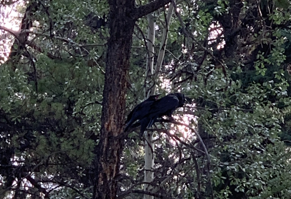 wl_campground6