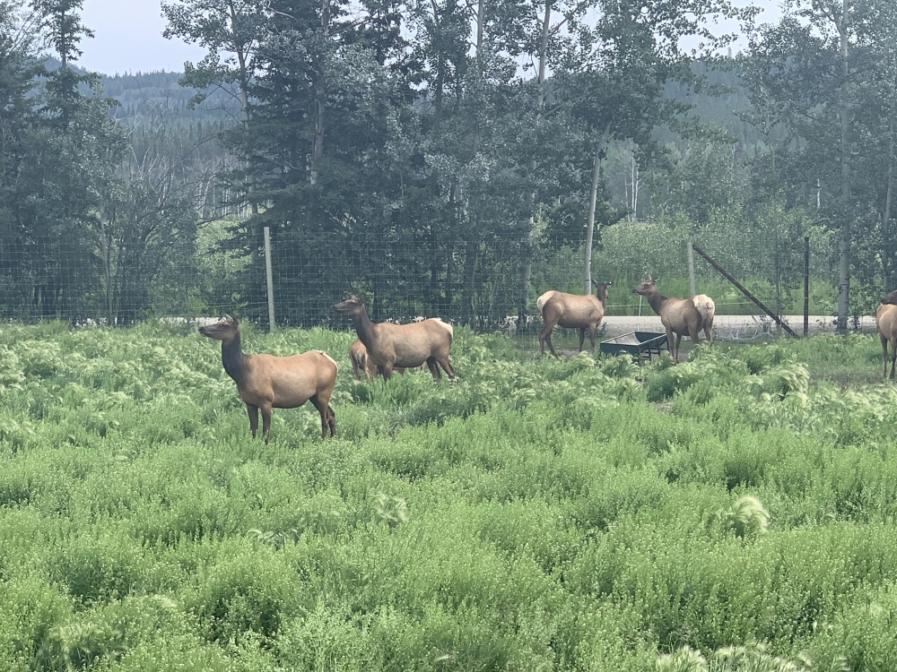 Yukon Wildlife Preserve Tour