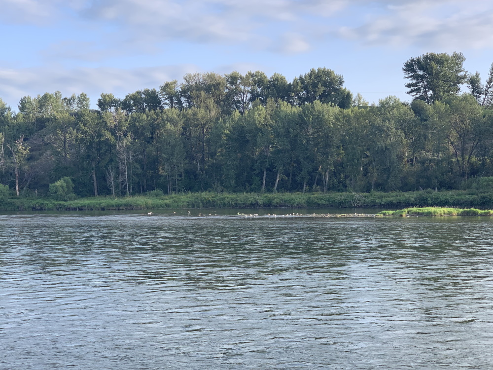 carseland_camping_bow_river6