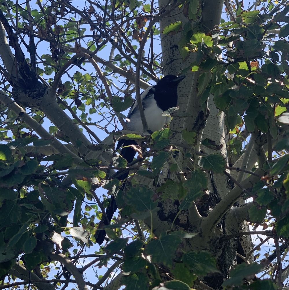 shp_magpie