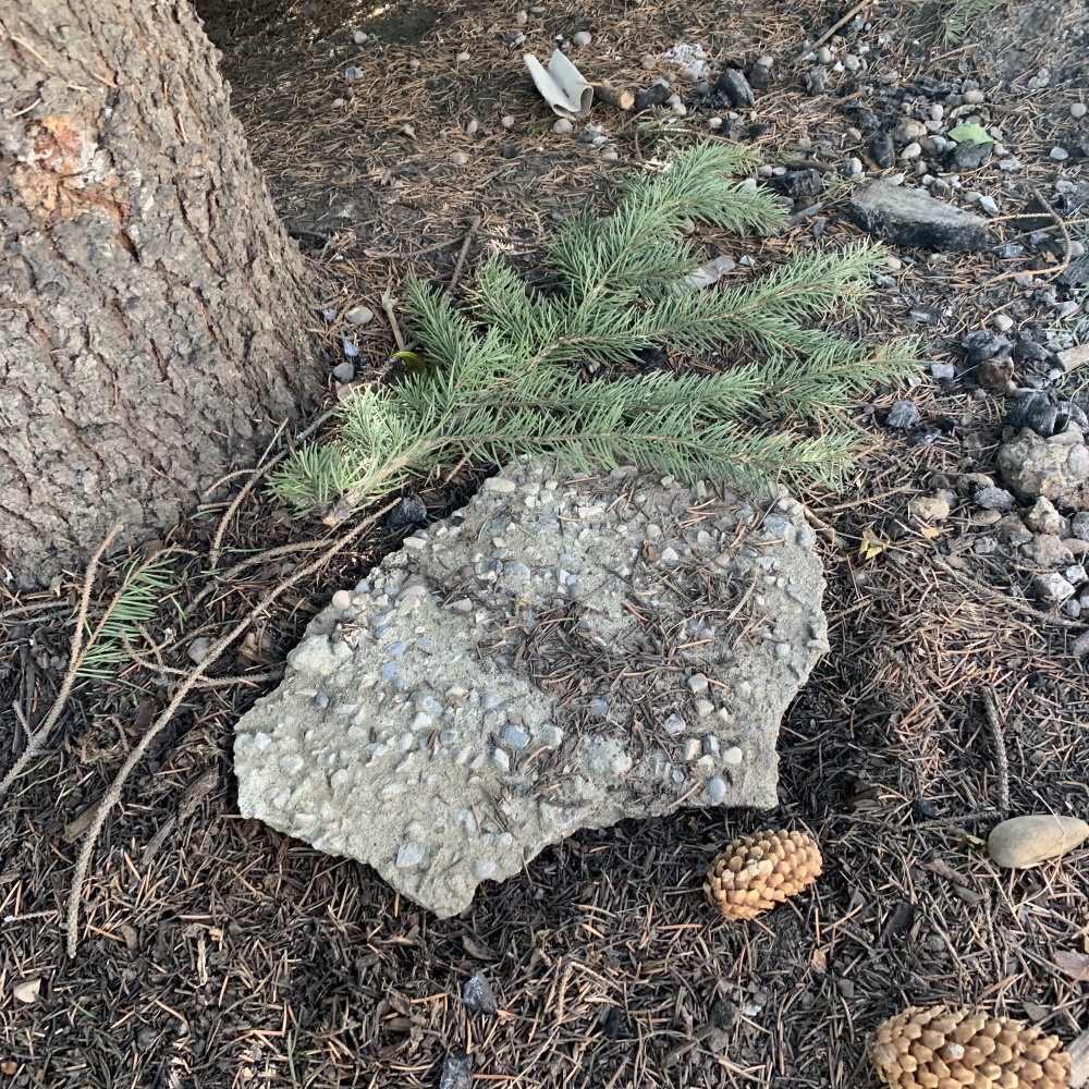 streak_week_aug292019a